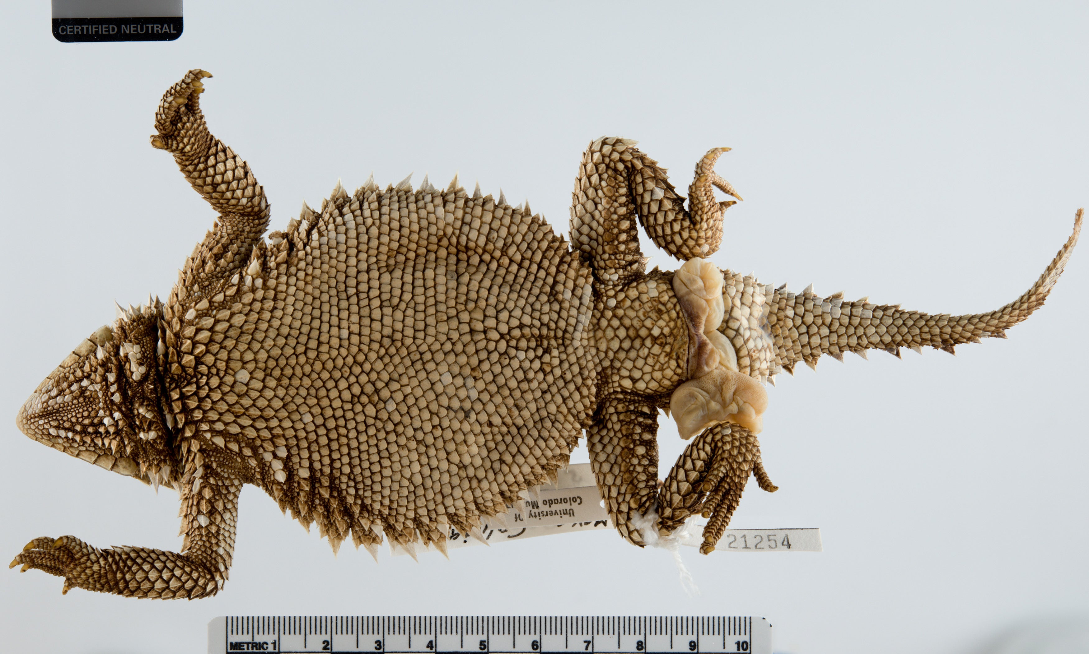 underside of brown lizard with spiky skin