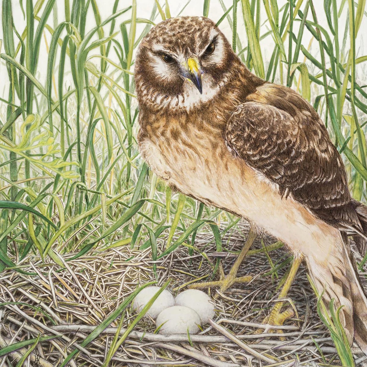 Owl with nest