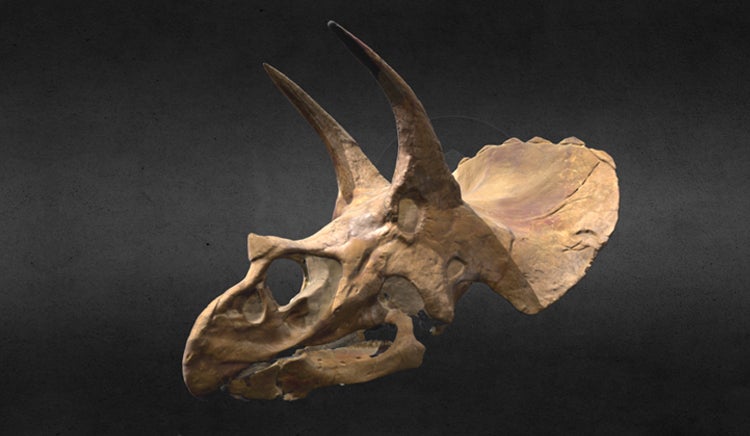 screen shot of 3D model of Triceratops skull