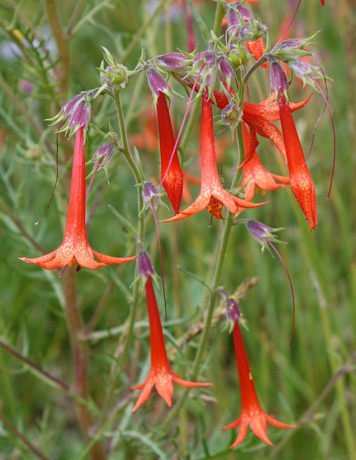 Red flowers