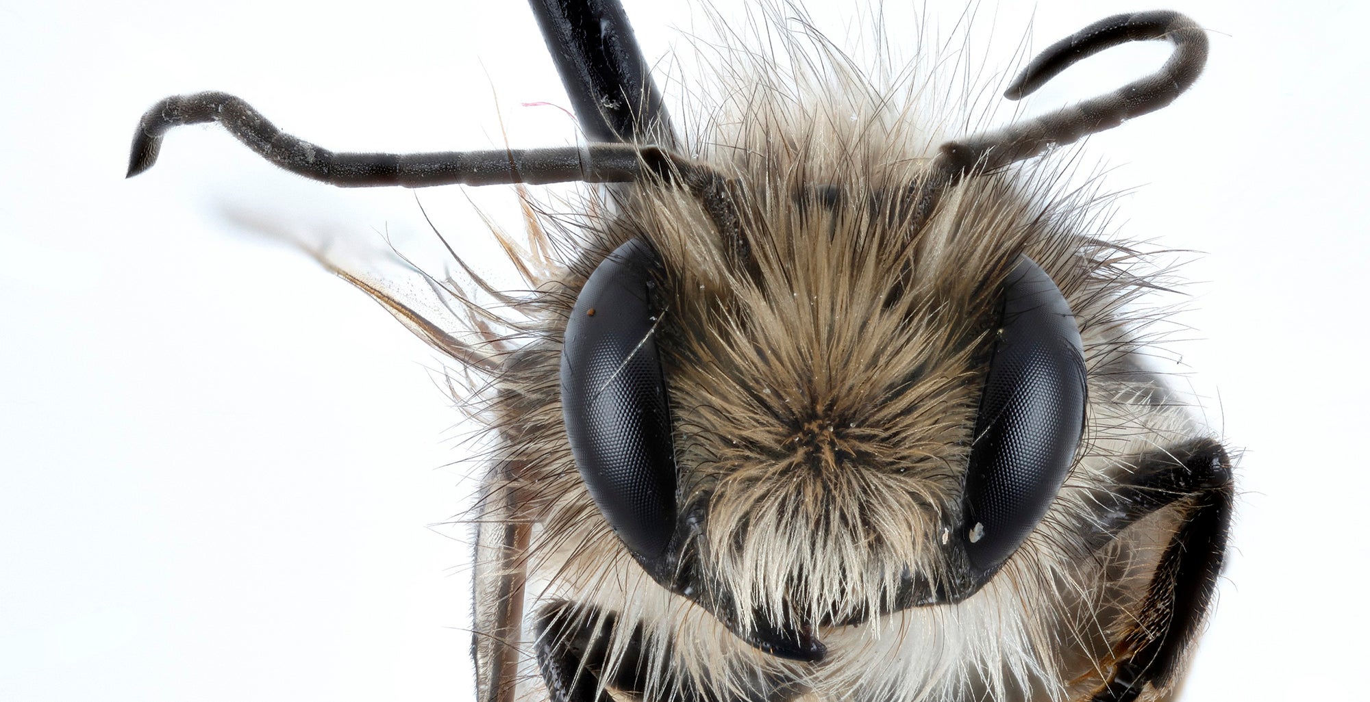 close up of bee face