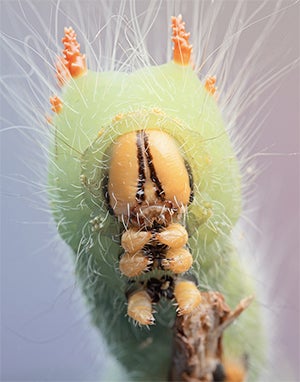 caterpillar