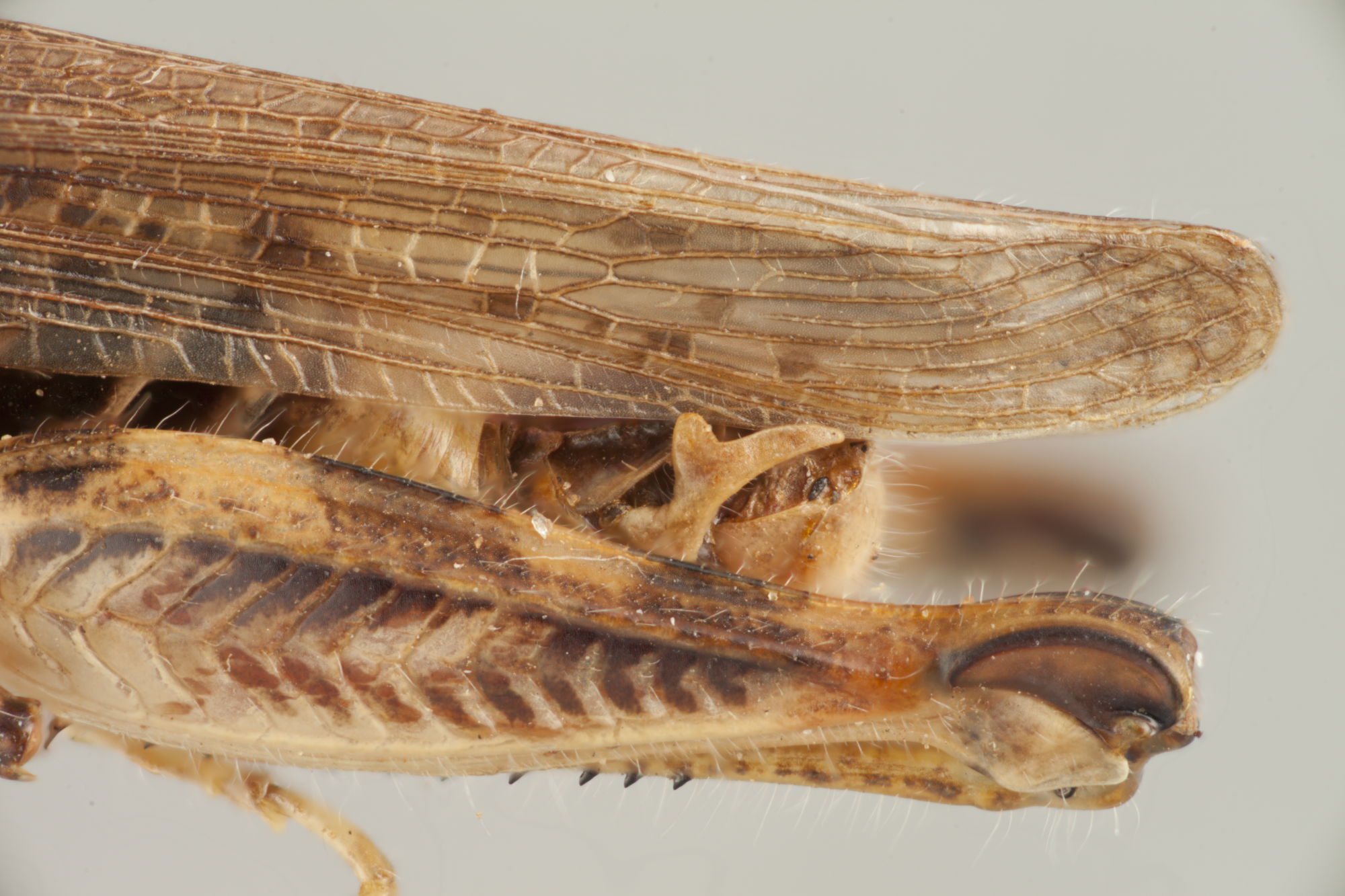 A close-up of a Little Spur-throated Grasshopper, Melanoplus infantilis. 