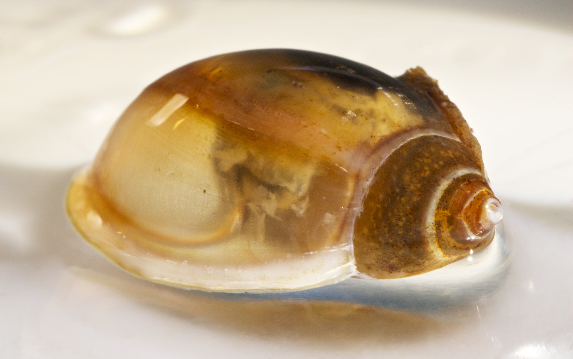 pouch snail