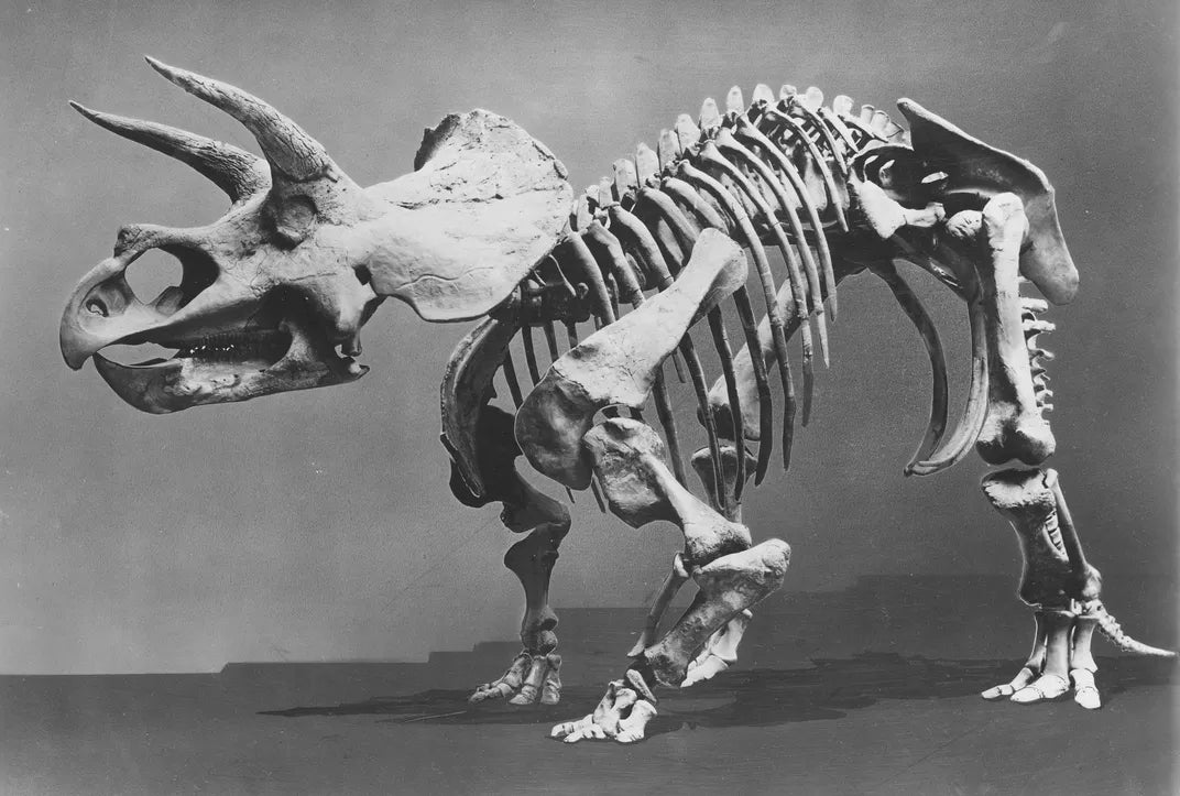 Historic photo of Hatcher, the Triceratops cast, while in the Smithsonian collection