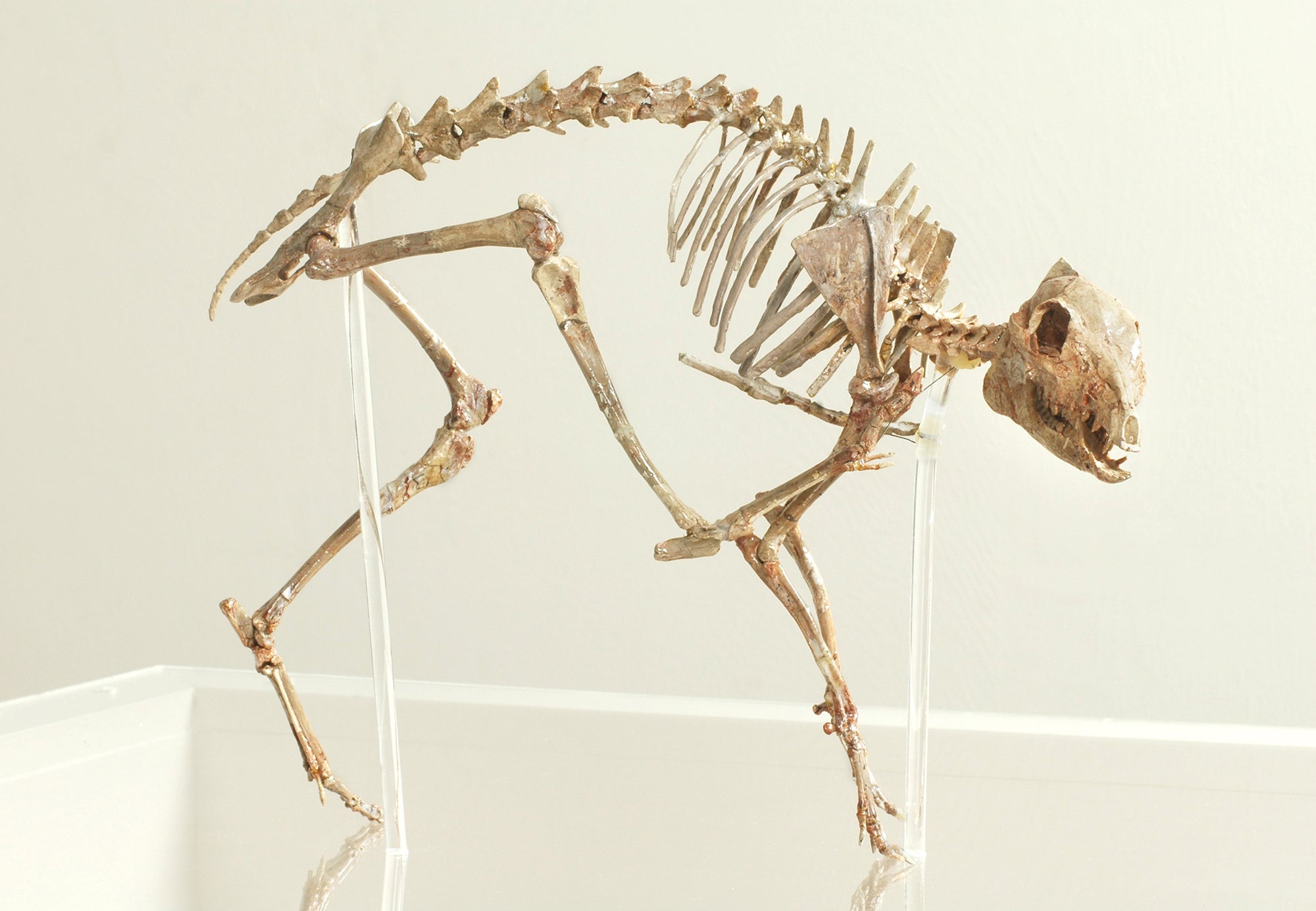 primitive deer skeleton