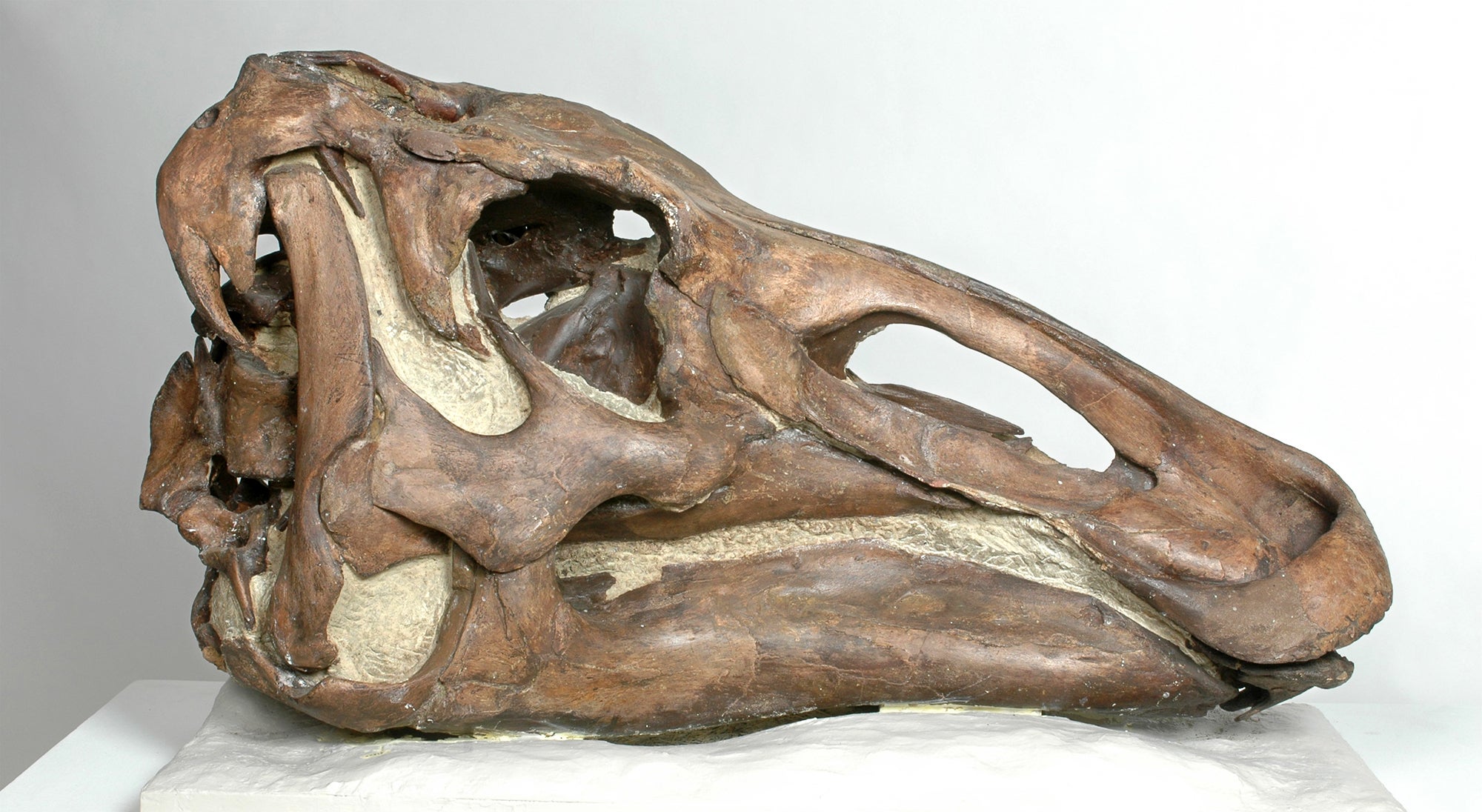 Hadrosaur fossil