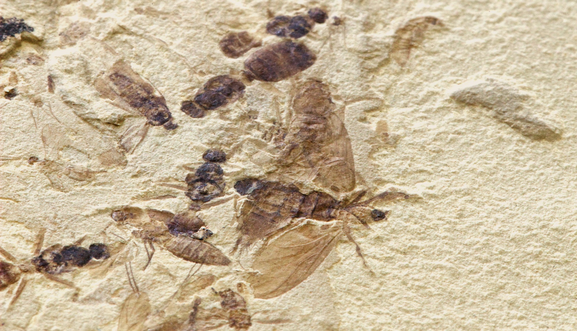 fossilized insects