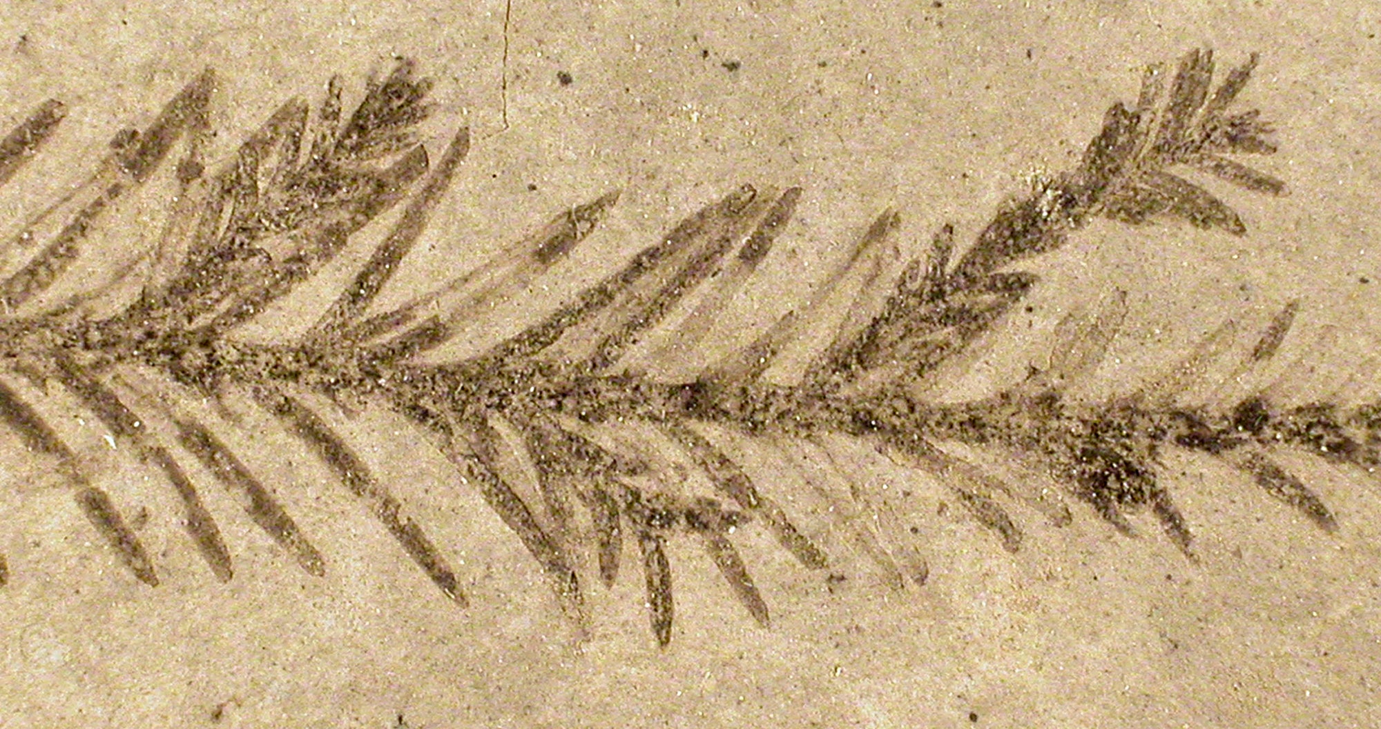 fossilized plant