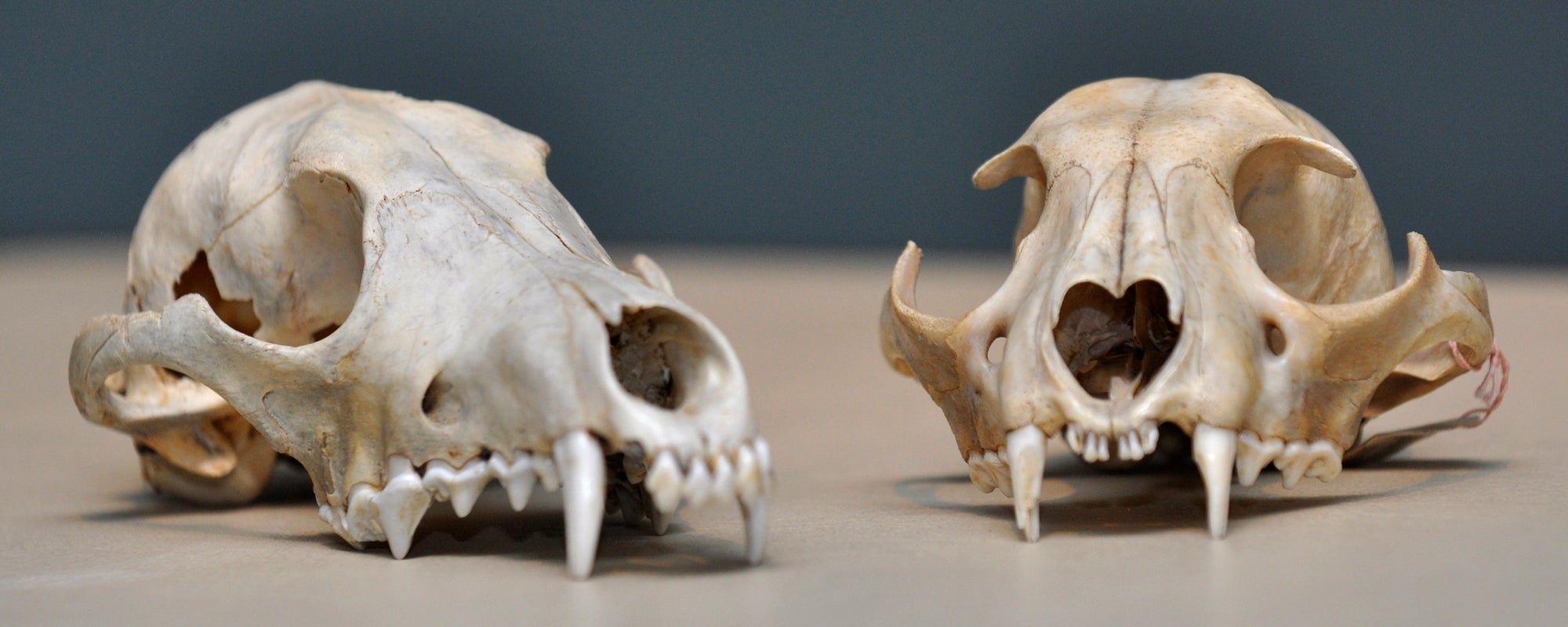 animal skulls