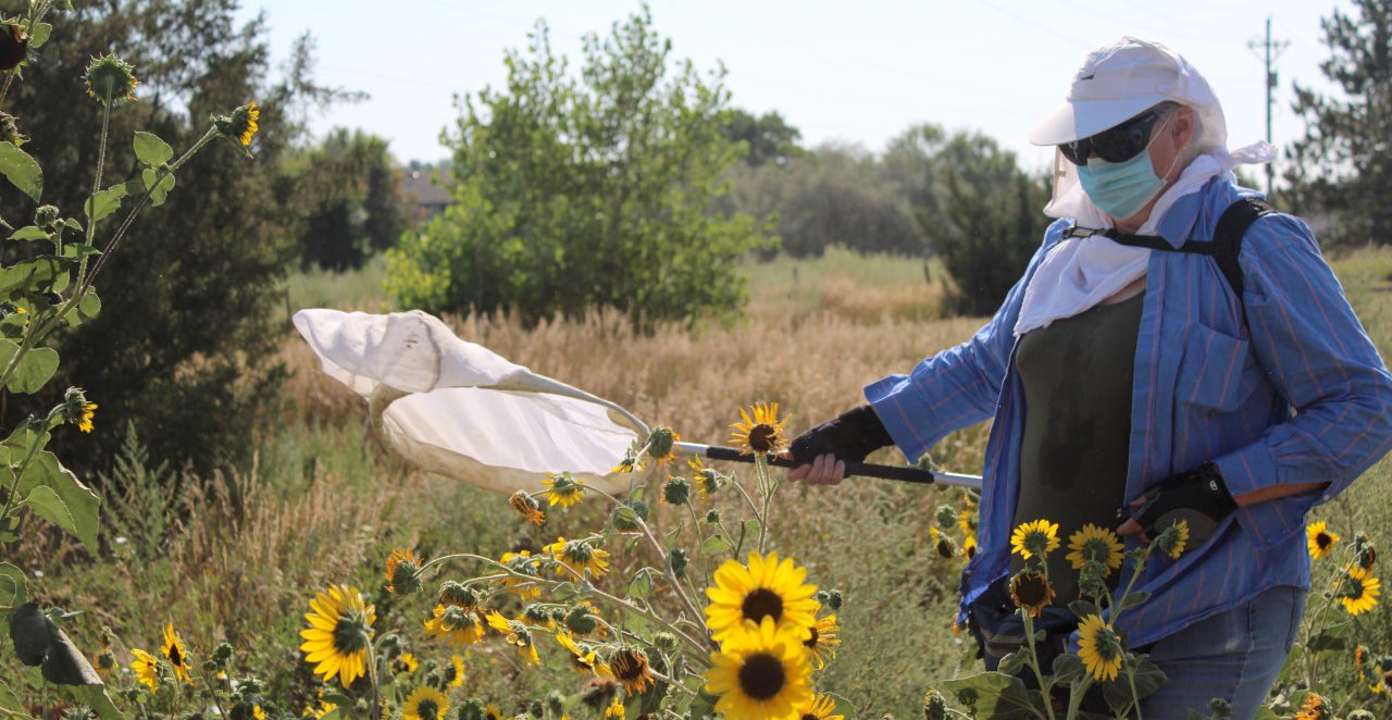 reseracher collecting bees