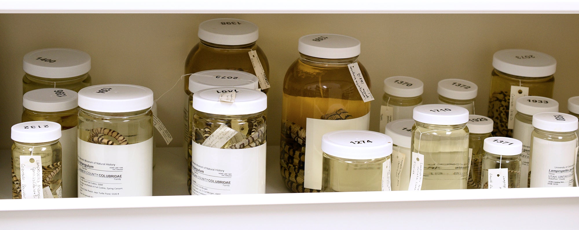 Specimens in jars