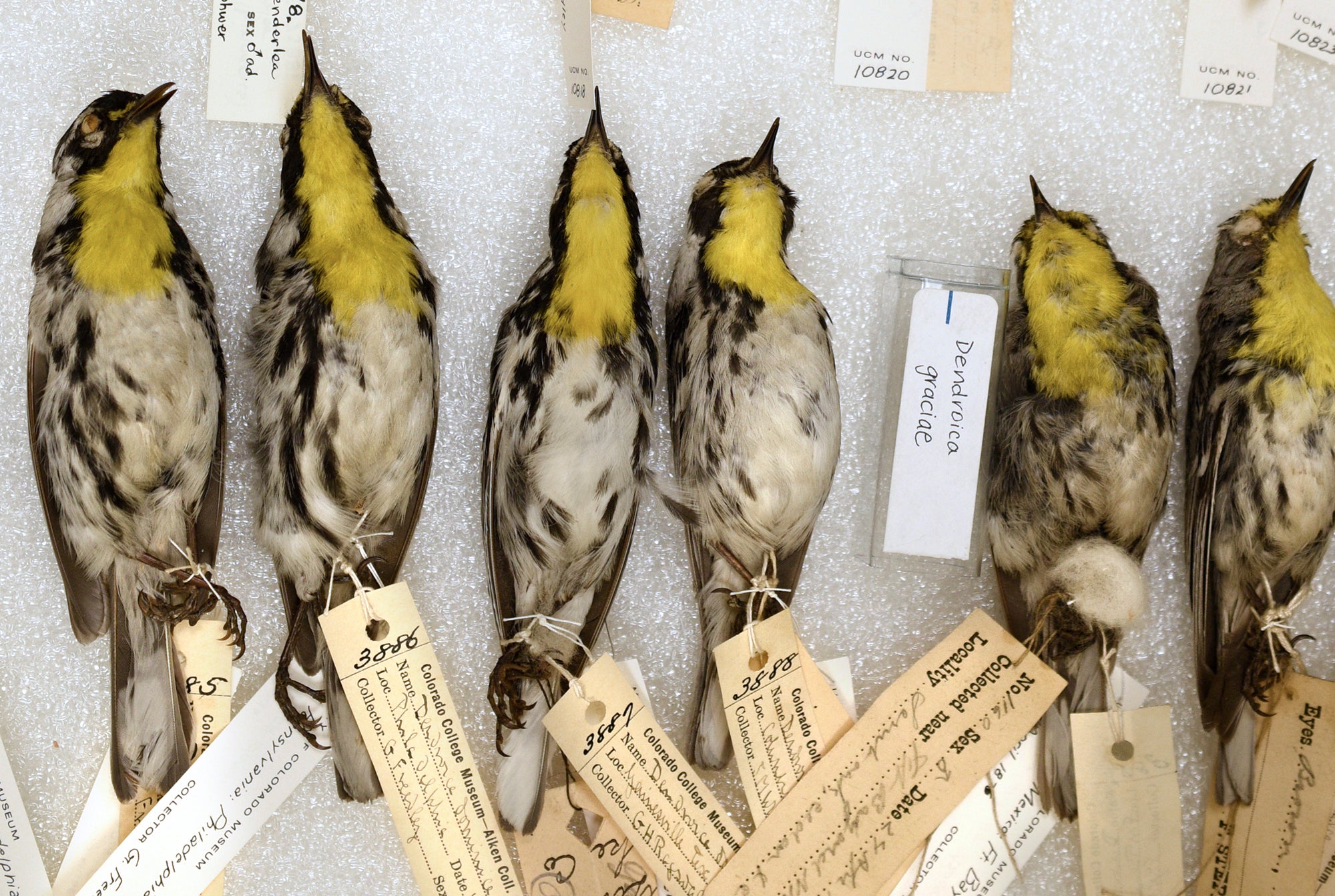 bird specimens