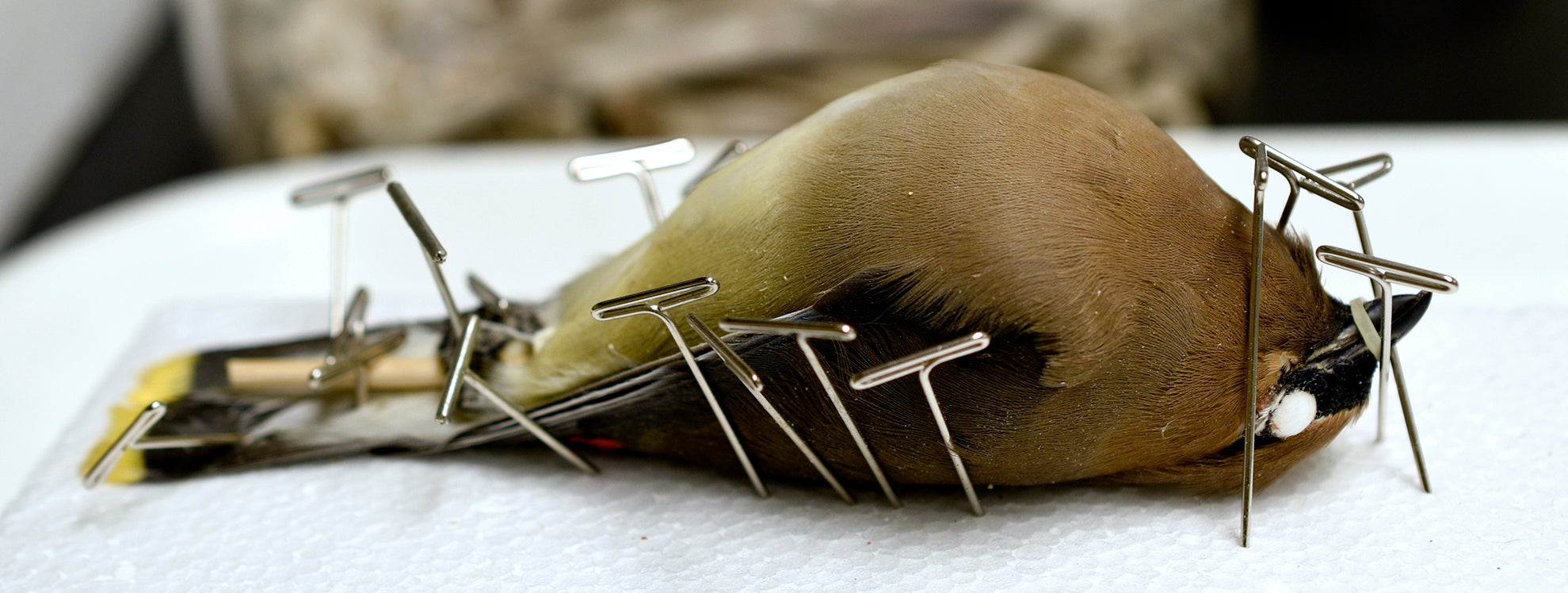 bird being prepared for collection