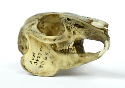 animal skull