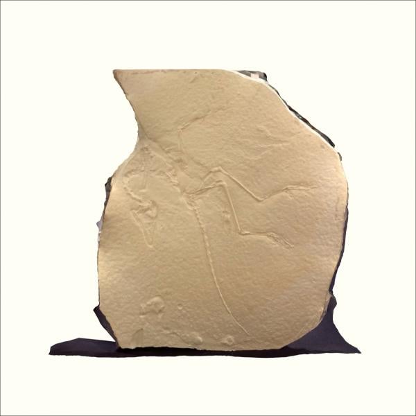 3D model of fossilized Archaeopteryx in piece of rock