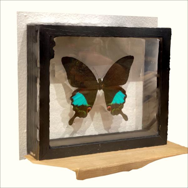 3D model of butterfly mounted in box