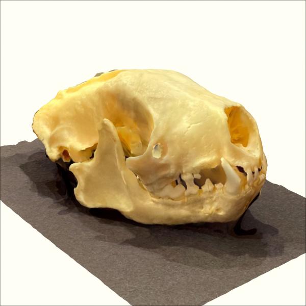 3D model of skunk skull