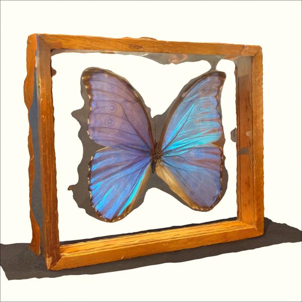 3D model of morpho butterfly mounted in box