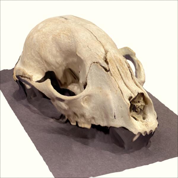 3D model of raccoon skull