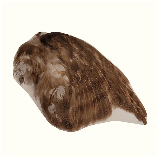 3D model of sharp shinned hawk wing with feathers