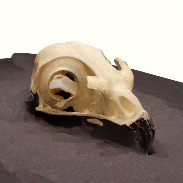 3D model of hawk skull