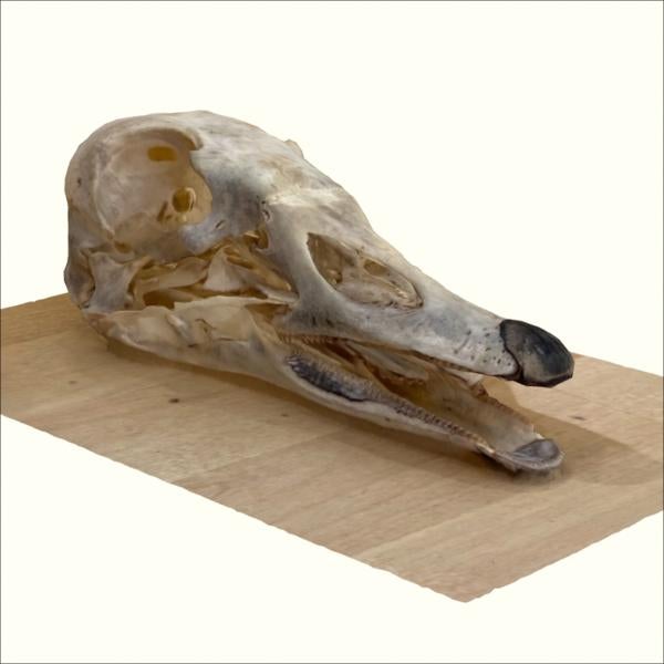 3D model of Canada goose skull