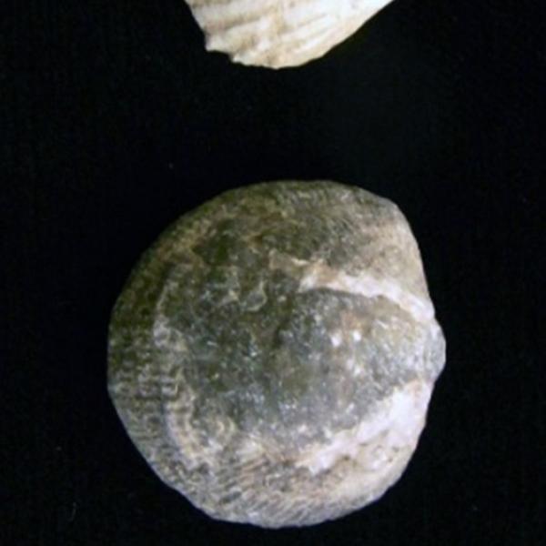 Brachiopod fossils