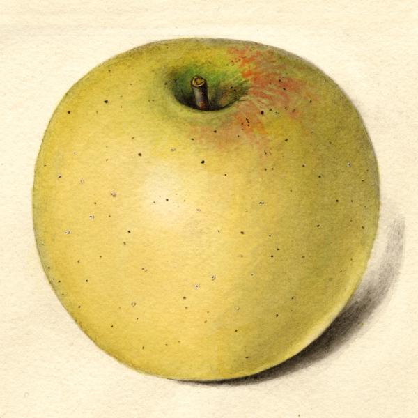 Watercolor of a golden apple