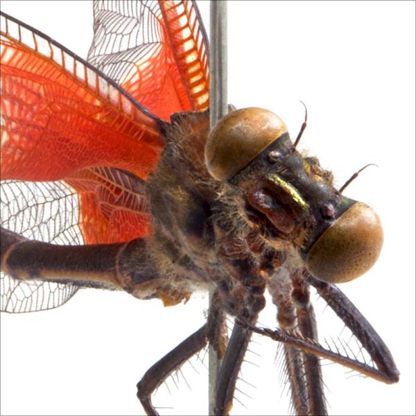 Damselfly