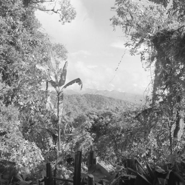 mountains with lush vegetation and trees in the foreground