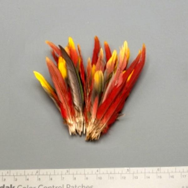 Feathers gathered and tied together at the bottom.