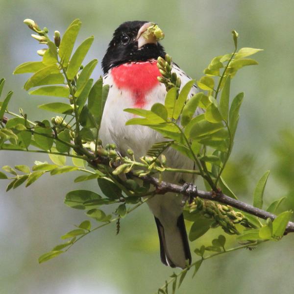 Bird in tree