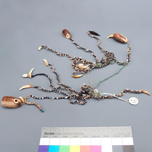 Necklace made of dog teeth, olivella shells, and glass beads.