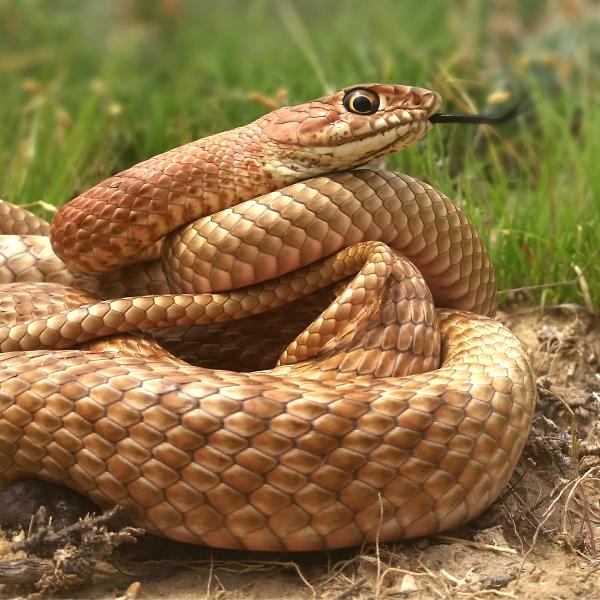 coachwhip snake