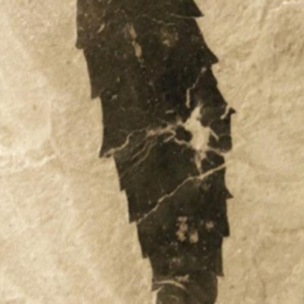 Jagged leaf fossil