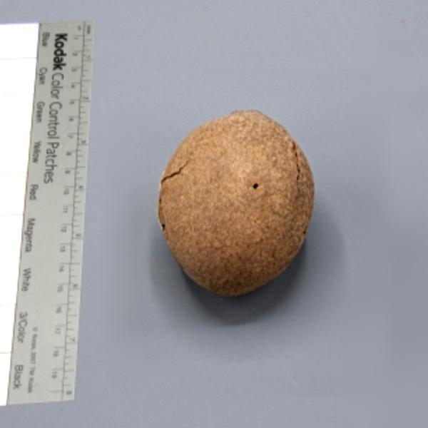 large nut about 4 inches long.