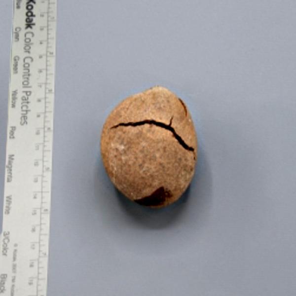 large nut about 4 inches long.