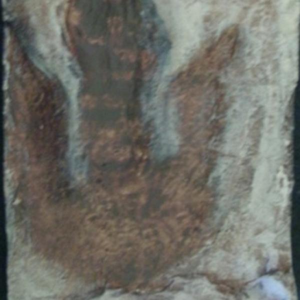 Theropod fossils