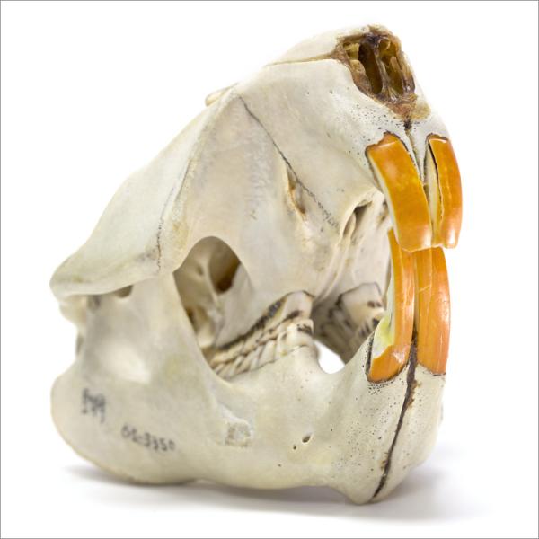 Beaver Skull
