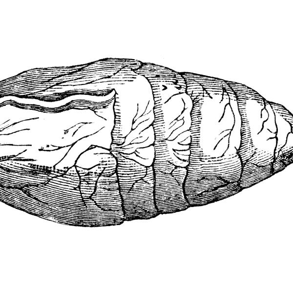 Coprolite sketch