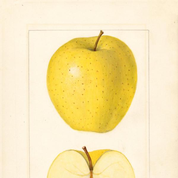 Golden Delicious (1920)
