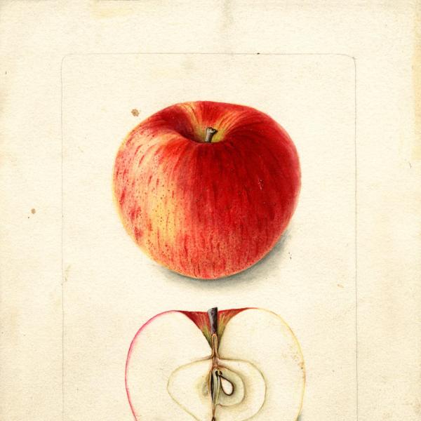 Haas (1902)