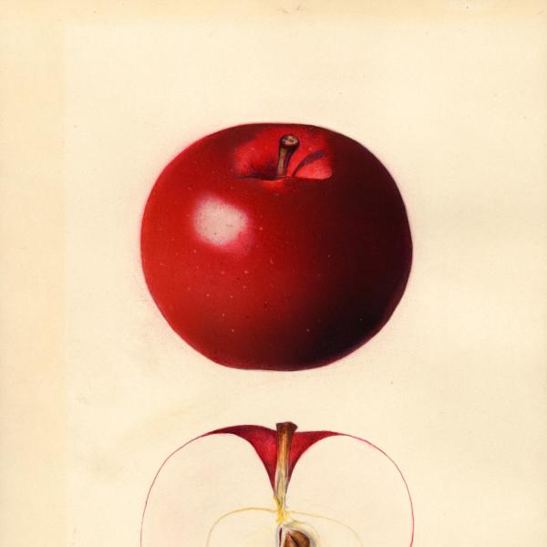 McIntosh Summerland Red (1931)