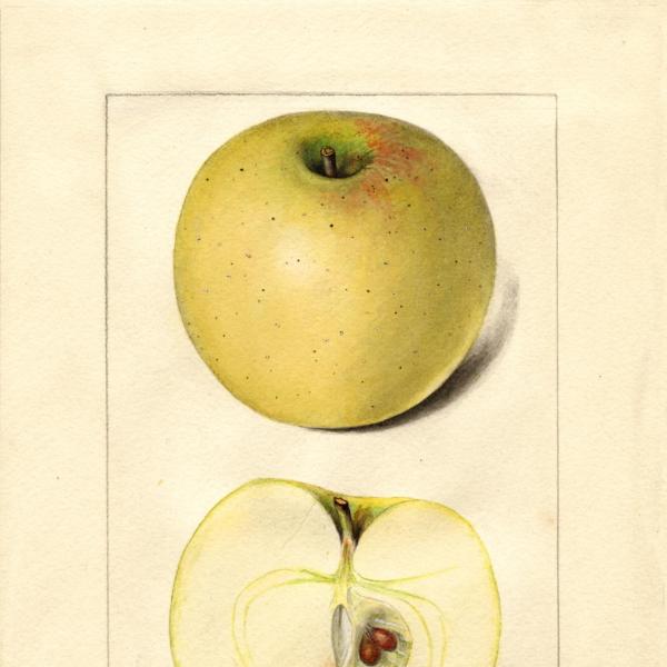 Northwestern Greening (1917)