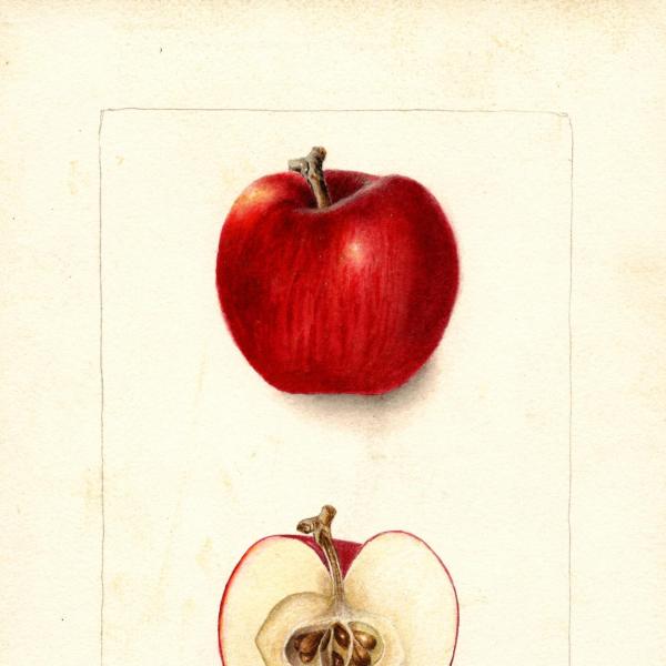 Winesap (1903)