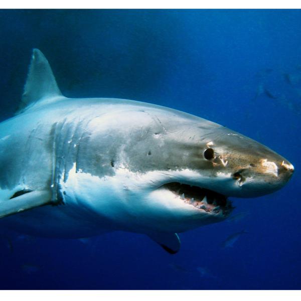 Swimming shark