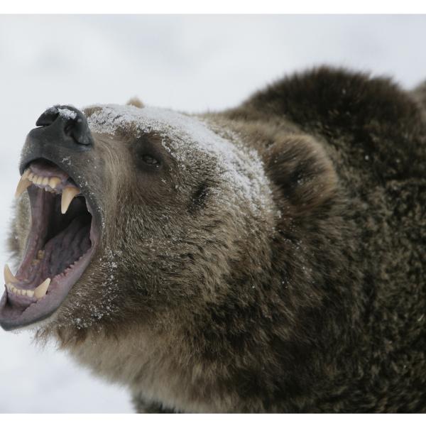 Growling bear