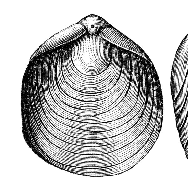Brachiopod sketch