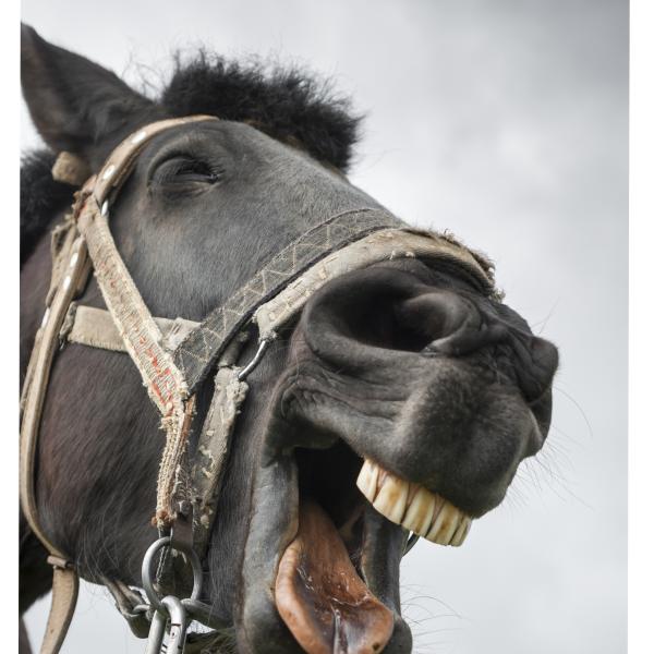 Horse neighing